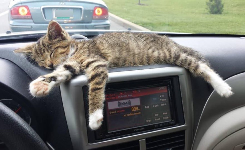 Свободное перемещение кота внутри салона автомобиля во время перевозки может повлечь за собой штраф Прямого запрета на перевозку кота в салоне без контейнера или клетки нет однако кот формально приравнивается к грузу и согласно правилам дорожного движения груз не должен ограничивать видимость для водителя и затруднять управление автомобилем Так если питомец мешает обзору водителя машину могут остановить сотрудники ДПС и выписать штраф в размере 500 рублей по статье 12 21 Кодекса административных правонарушений