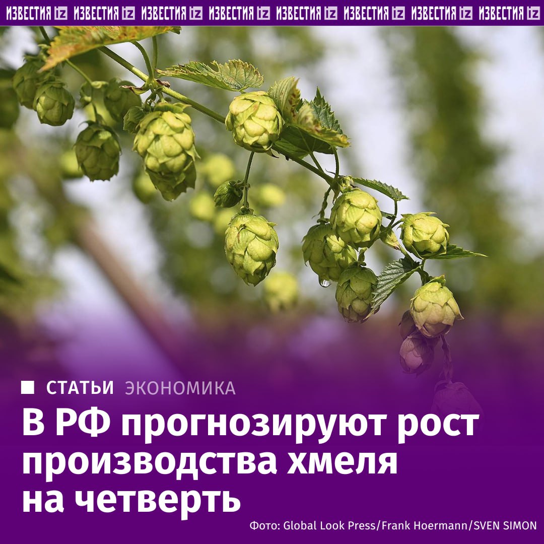 Россия наращивает производство собственного хмеля В 2025 году его сборы могут вырасти на 22 и достичь 400 тонн рассказали Известиям в Минсельхозе Стимулом для отрасли стал высокий спрос со стороны пивоваров отмечающих отличное качество отечественного сырья Площади хмельников уже увеличиваются в 2024 году они выросли на 6 9 Дальнейшее развитие отрасли обсудят на Совете по развитию пивоварения в рамках гастрофестиваля Балтика Фест в Ленобласти где гостей ждут не только деловые дискуссии но и развлечения и конечно напитки из российского хмеля Российское хмелеводство набирает обороты Развитие отрасли активно поддерживается государством Ключевыми мерами поддержки являются субсидии на закладку и уход за многолетними насаждениями с применением повышающего коэффициента льготное кредитование и лизинг в том числе на мелиоративные мероприятия Как отметили в Минсельхозе работа по развитию отечественного хмелеводства ведётся для снижения зависимости от импорта сырья для пивоваренной индустрии К 2030 году ведомство планирует увеличить площади хмельников до 1 5 тыс га что позволит наполовину закрыть потребности отечественных пивоваров Сейчас лидером по производству хмеля остается Чувашия где в 2024 году собрали 218 тонн Развитие отечественного хмелеводства Рост производства хмеля в РФ большой но он фактически отсчитывается сейчас от нуля По словам гендиректор группы компаний Таркос Дмитрия Тарасевича российский хмель отличный по качеству поэтому здорово если его на рынке будет больше В последние годы в секторе произошли позитивные изменения однако индустрия пока всё же зависит от импортного сырья отметил исполнительный директор Ассоциации производителей пенного солода и напитков Вячеслав Мамонтов Российские хмелеводы могут сегодня закрыть до 7 от общей потребности производителей Восстановление отечественного хмелеводства это длительный и сложный процесс который может занять не менее 7 10 лет подчеркнул он По данным Росалкогольтабакконтроля по итогам 2024 года российские пивовары произвели 789 млн декалитров дал пенного что на 10 3 больше чем в 2023 м При этом выработка напитков выросла на 22 5 до 119 3 млн дал Гастрофестиваль Балтика Фест пройдет 13 сентября на автодроме Игора Драйв в Санкт Петербурге Хедлайнерами мероприятия выступят легенды русского рока Чайф культовая группа 90 х и 2000 х Дискотека Авария и певица Мари Краймбрери Гостей ждут мастер классы и гастрошоу еда и напитки а также живые выступления и интерактивные развлечения Билеты можно приобрести на официальном сайте Больше новостей тут МАХ Отправить новость