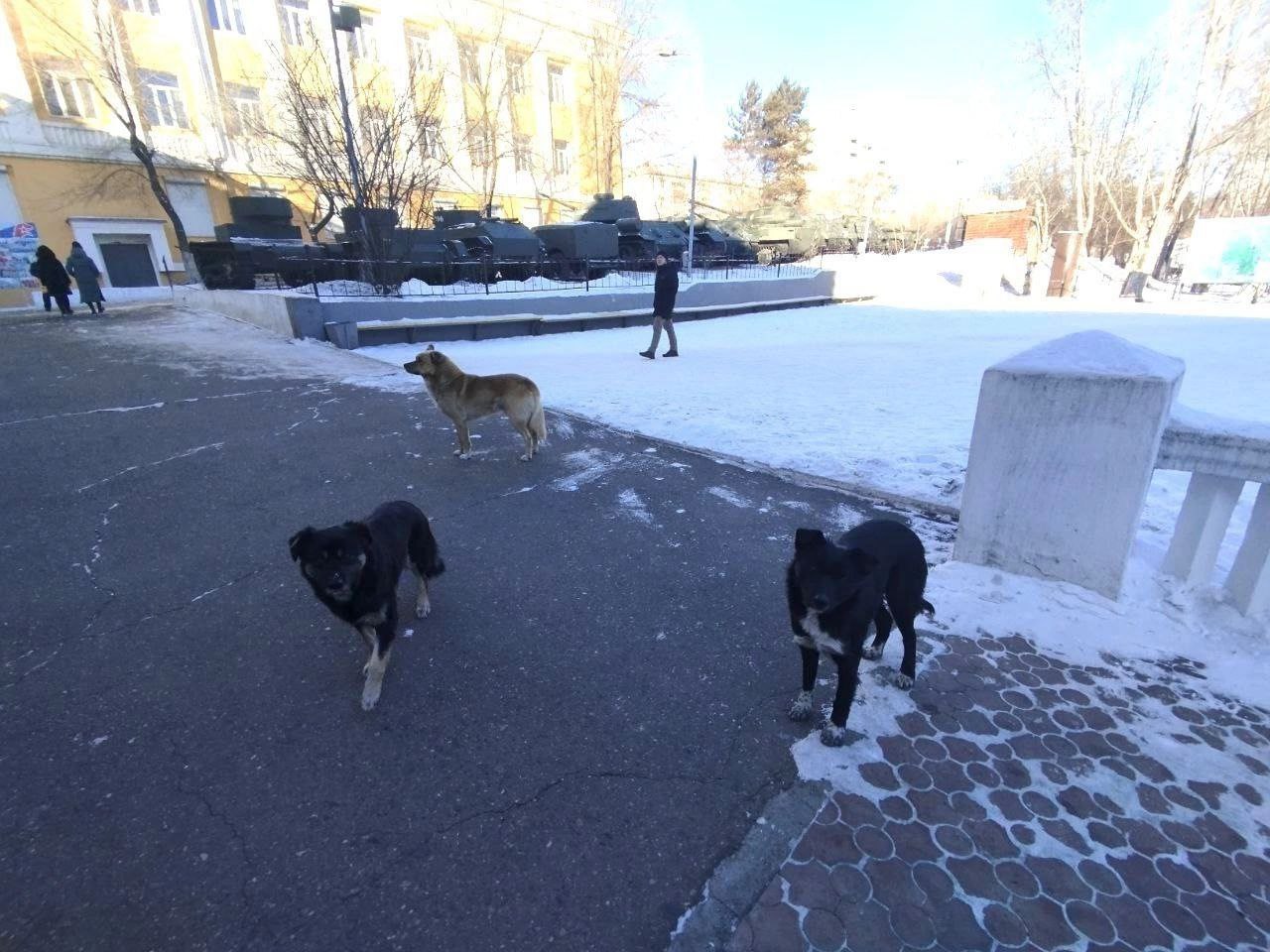 Более 6 тысяч бездомных собак отловили в Забайкалье за год.  В прошлом году в Забайкалье было отловлено более 6 тысяч бездомных собак. Об этом Lenta75.ru сообщили в пресс-службе Заксобрания региона.    На их содержание регион направил свыше 300 млн рублей.    В бюджете 2025 года на эти цели уже заложено более 200 млн рублей.