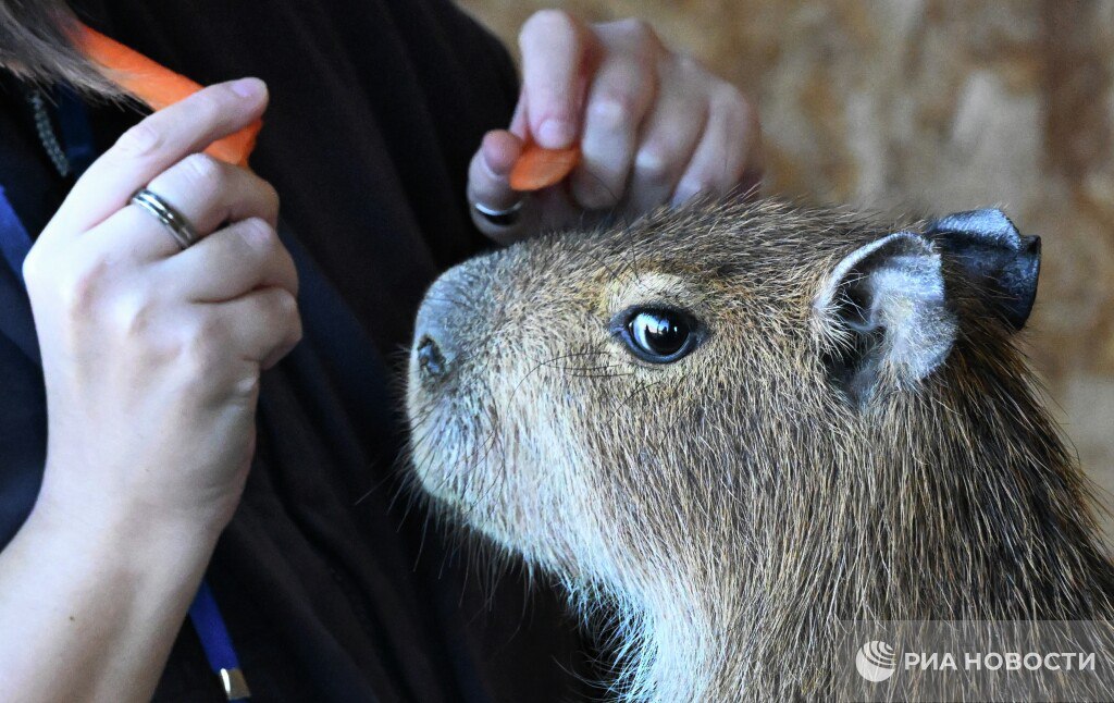 Дефицит капибар фиксируется в российских зоопарках В России очень мало зоопарков где капибары размножаются рассказал РИА Новости эксперт Капибары не являются редкими животными но из за моды спрос на них резко вырос все зоопарки хотят капибар Также он отметил что капибары привередливы они спариваются только в воде и каждой паре нужен отдельный бассейн с температурой 26 градусов Подписаться на РИА Новости