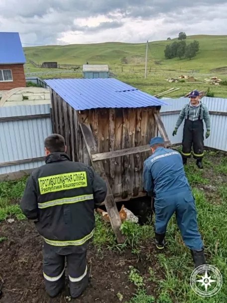 В Башкирии корова упала в яму В селе Темясово Баймакского района корова провалилась в глубокую яму. Внимательная соседка вызвала сельских пожарных на место происшествия. Огнеборцы успешно освободили животное. Моя Уфа. Подписаться Прислать новость
