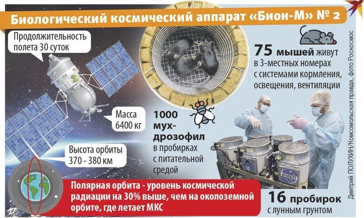 Ученые из России попробуют занести жизнь на Землю Суть гипотезы панспермии в том что жизнь на нашей планете зародилась не сама по себе а прилетела из космоса Ее экстремальные сторонники считают что вместе с метеоритами кометами на Землю попали какие нибудь уже готовые невероятно живучие микроорганизмы Они в итоге и стали своеобразными семенами которые спустя миллиарды лет дали всходы и запустили процессы эволюции Чтобы проверить теорию панспермии ученые на спутник Бион М 2 заселили бактерии В термозащиту спускаемого отсека то есть снаружи спутника они вмонтировали небольшие базальтовые камни внутри которых разместили штаммы микроорганизмов разных видов Экстремофилов исследователи добывали из активного ила железистых источников на Камчатке и в других местах Плодотворная дебютная идея эксперимента такова если кто то из членов микробного экипажа перенесет колоссальные температурные нагрузки сопутствующие падению искусственного метеорита то это будет означать что такой трюк могли бы исполнить какие нибудь бактерии гнездившиеся в свое время в настоящих метеоритах  Канал n w order