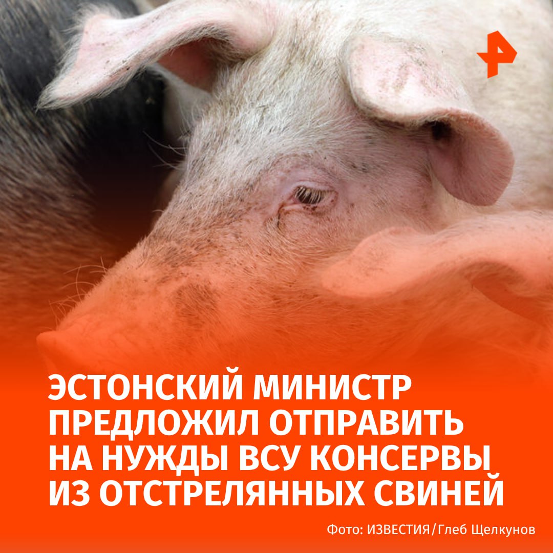 Министр сельского хозяйства Эстонии предложил делать консервы из мяса отстрелянных свиней для нужд армии и ВСУ. Об этом сообщает ERR.  По словам Хендрика Терраса, страна могла бы выкупить у охотников 30% от общего объема мяса диких животных, которых в Эстонии отстреливают из-за вспышки африканской чумы свиней.  "За месяц было диагностировано несколько случаев заболевания свиней, и 17 000 особей были убиты. <...> На данный момент болезнь распространяется с высокой интенсивностью", — сказал Террас.  Министр добавил, что предлагает создать полмиллиона банок и отправить их на Украину в качестве национальной продовольственной посылки.      МАХ  Отправить новость