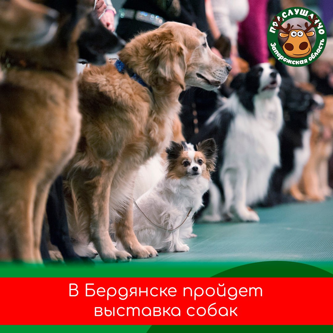 В Бердянске пройдет выставка собак всех пород Кубок Приазовья 2025 Дата 14 сентября 2025 года Место парк им П П Шмидта Программа 10 00 регистрация участников 11 00 торжественное открытие игры и конкурсы для детей 12 00 начало работы рингов Это отличная возможность для любителей собак и семейного отдыха посмотреть на зрелищные выступления и познакомиться с различными породами Читайте самые интересные и актуальные новости ВКонтакте и в Telegram
