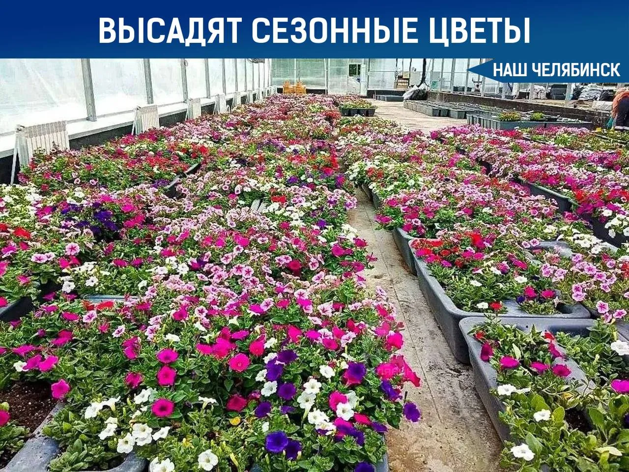 Вдоль дорог высадят сезонные цветы в Челябинске Они появятся вдоль проспекта Ленина и других дорог Заборы украсят петуниями которые специально выращивали в теплицах Все лето за ними будут ухаживать поливать подкармливать и подстригать Власти надеются что жители будут бережно относиться к цветочному оформлению Наш Челябинск новости без лапши Подпишись