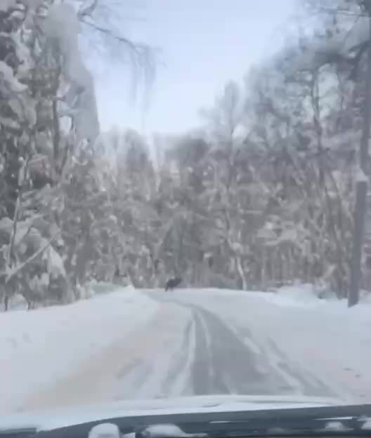 Лось неожиданно стал пассажиром маршрутки в Балашихе