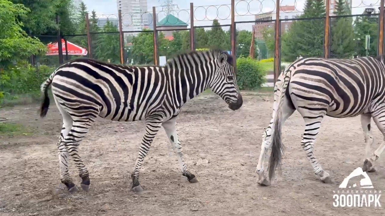 В Пензу приедут зебра Амазонка и северный олень Вьюга. Местный зоопарк примет молодых самок из Челябинского зоопарка. В город на Суре новые жительницы должны выехать 5 июня. Ждём! Фото Челябинского зоопарка.