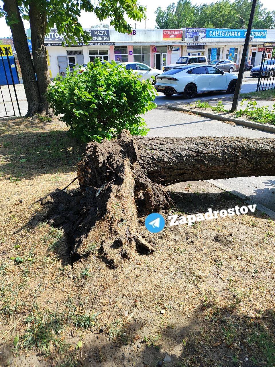 В парке «Дортмунд» от сильного ветра рухнуло дерево. К счастью никто не пострадал! Рядом находится детская площадка.