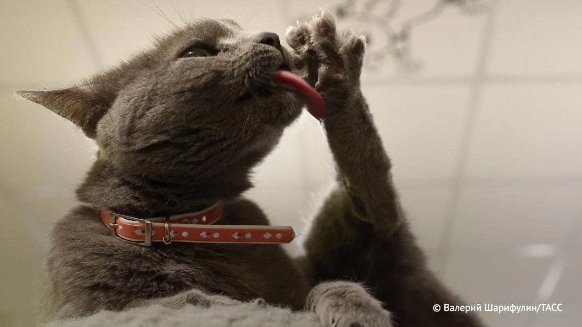 Россиянам дешевле содержать кошек чем собак свидетельствуют результаты опроса банка Русский стандарт которые имеются в распоряжении ТАСС Кошки пользуются большей популярностью их владельцы ежемесячно тратят от 3 тыс до 5 тыс рублей Содержание собак в среднем обходится более 5 тыс рублей