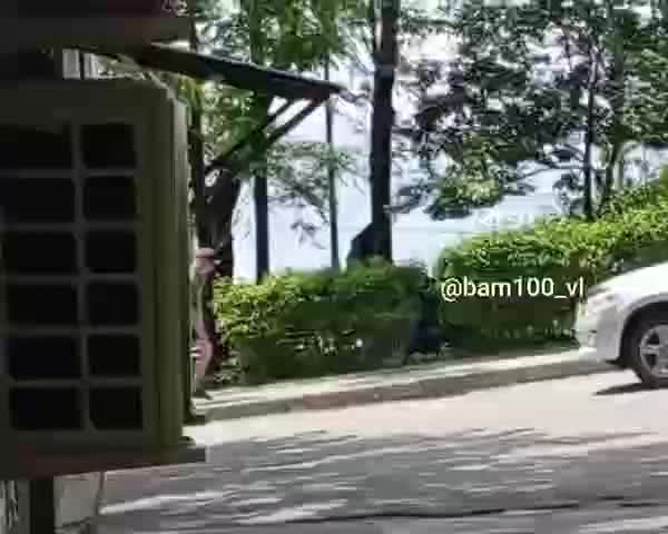 Во Владивостоке женщины украли куст из сквера