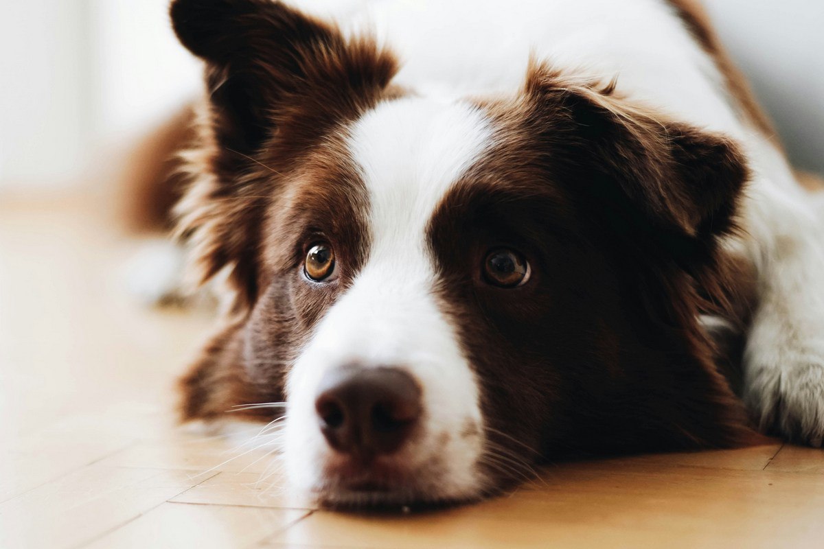 Некоторые одаренные собаки могут учить новые слова подслушивая разговоры хозяев выяснили венгерские ученые В эксперименте участвовали десять одаренных собак Они наблюдали как их хозяева держали в руках новую игрушку и обсуждали ее с другим человеком Затем питомцам давали команду пойти в другую комнату и принести именно эту игрушку из кучи множества других Семь из десяти собак успешно выполнили задание Это первый случай когда мы наблюдаем группу собак способных усваивать названия подслушивая чужое общение рассказала автор исследования Шани Дрор из Университета имени Этвеша Лоранда Больше новостей в Daily News