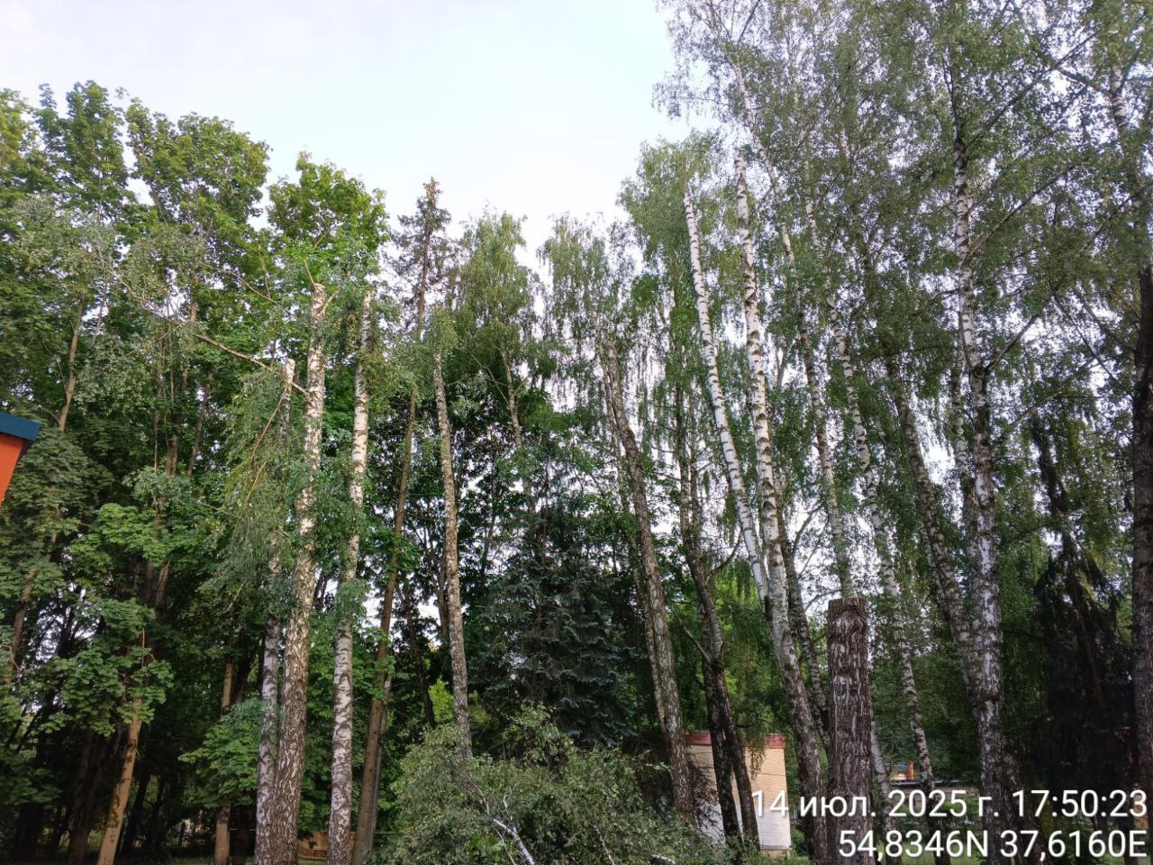 Девять пущинских берёз сегодня превратили в столбы. На участке, принадлежащем предпринимателю Петропавлову, сегодня днём проводилась санитарная вырубка. Со слов пущинских экологов, порубочный билет был выдан только на 2 дерева. Однако вместо двух берёз в безликие столбы без каких-либо веток и макушек превратили 9 высокорослых, вполне красивых и стройных берёз. Из срезанных варварским образом макушек тут же сделали чурки для дров. А что же полиция, Карл? Наряд на место так и не приехал, дежурный по нескольким обращениям активистов тщетно пытался вызвать группу на место этой варварской вырубки и остановить её. И теперь вместо берёзовой рощицы - столбы. Когда при нашествии местных варваров чужие - лишние. #имбезразлично