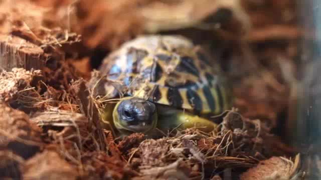 В Московском зоопарке вылупились три детеныша редкой лучистой черепахи