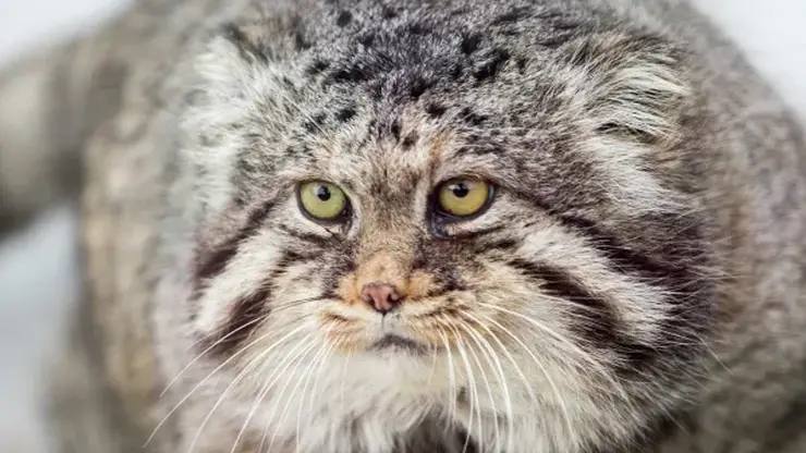 Обновленную Красную книгу издали в Забайкальском крае Изменения связаны с появлением новой информации о численности и распространении видов исключение видов из Красной книги Российской Федерации изменение численности в сторону увеличения на территории региона изменение таксономических данных При этом некоторые виды животных впервые включены в перечень Фото РИА Новости Евгений Биятов   Подписаться на sibnovosti ru предложить новость