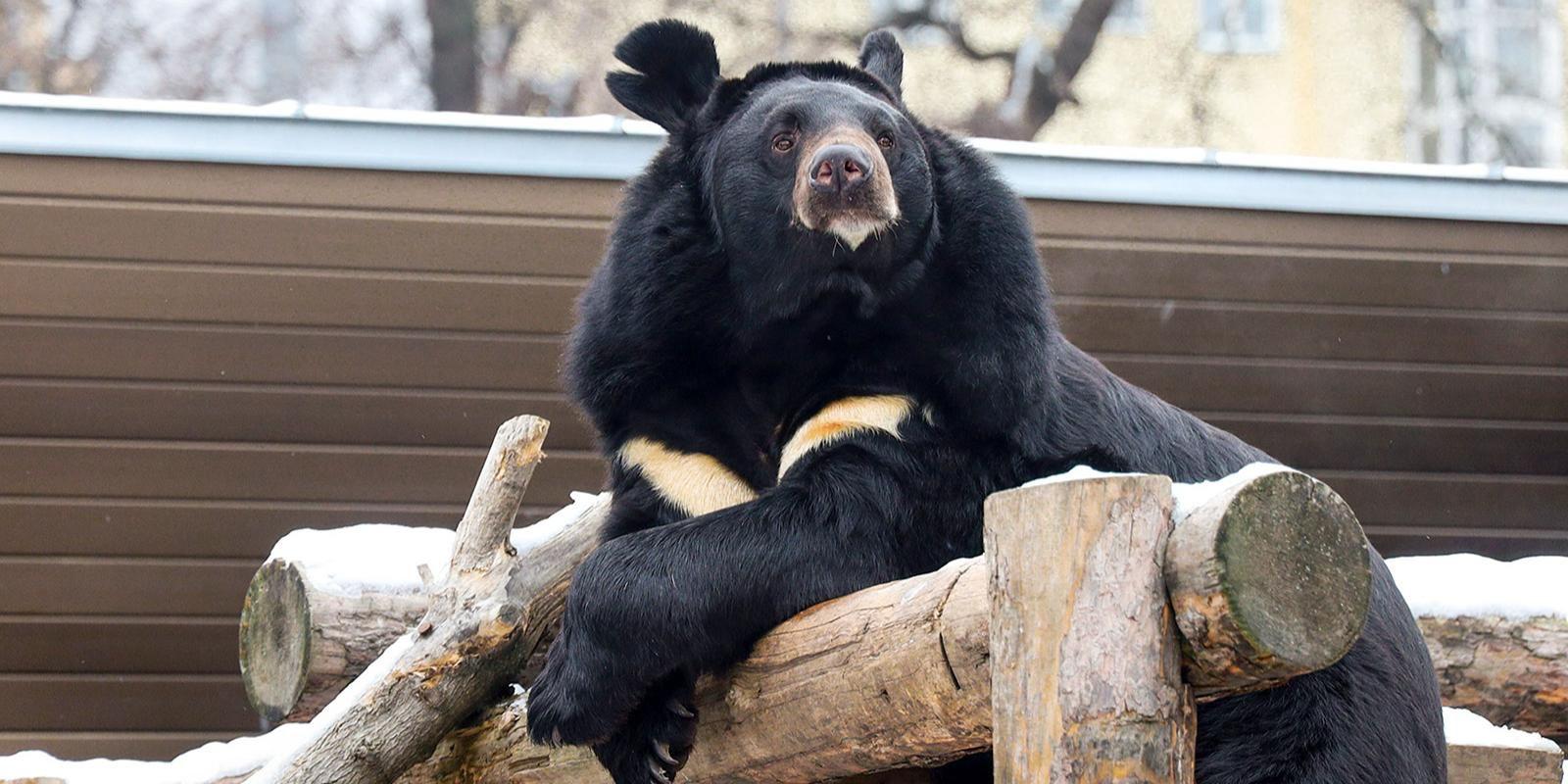 Гималайский медведь Вася впал в зимнюю спячку впервые с момента его появления в Московском зоопарке Помимо него в зимний сон ушли и другие косолапые Фаня Бабуля Аладдин и Гром Это показатель отличного физического и психологического состояния которого специалисты добились с помощью многолетней кропотливой работы Пробуждение медведей ожидается с наступлением весеннего тепла предположительно в марте До тех пор на zoo mos ru можно наблюдать за пушистиками которые не впадают в спячку белой медведицей малайскими медвежатами и большими пандами