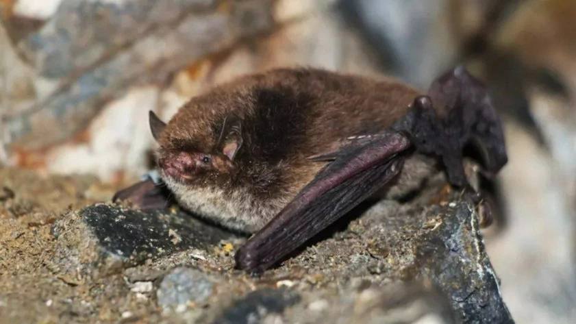 В Алтайском крае впервые за последние 20 лет на зимовке обнаружили редкую длиннохвостую ночницу один из самых малоизученных видов летучих мышей северо восточной Палеарктики Об этом сообщили в региональном Минприроды Редкую летучую мышь нашли в пещере Шангина расположенной между селами Березовка и Майорка в Чарышском районе Алтайского края Обследование проводили сотрудники Тигирекского заповедника совместно с директором ООПТ Павлом Голяковым в рамках учета зимующих рукокрылых Всего в пещере специалисты зафиксировали 57 особей шести видов Наиболее многочисленными оказались восточные ночницы и ушаны Огнева В меньшем количестве встречались прудовые и сибирские ночницы а единично сибирские трубконосы и длиннохвостые ночницы Последний раз длиннохвостую ночницу в регионе находили в 2004 году в Барнаульской пещере на Салаирском кряже тогда была зафиксирована одна особь самец Еще две особи обнаружили в 2005 году в пещерах долины Ануй С тех пор зимовок этого вида в Алтайском крае не отмечалось Фото minprirody alregn ru Подписаться на amic ru Мы в Max
