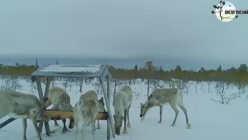 Северные олени в заповеднике «Васюганский»: фотоловушка запечатлела линьку животных