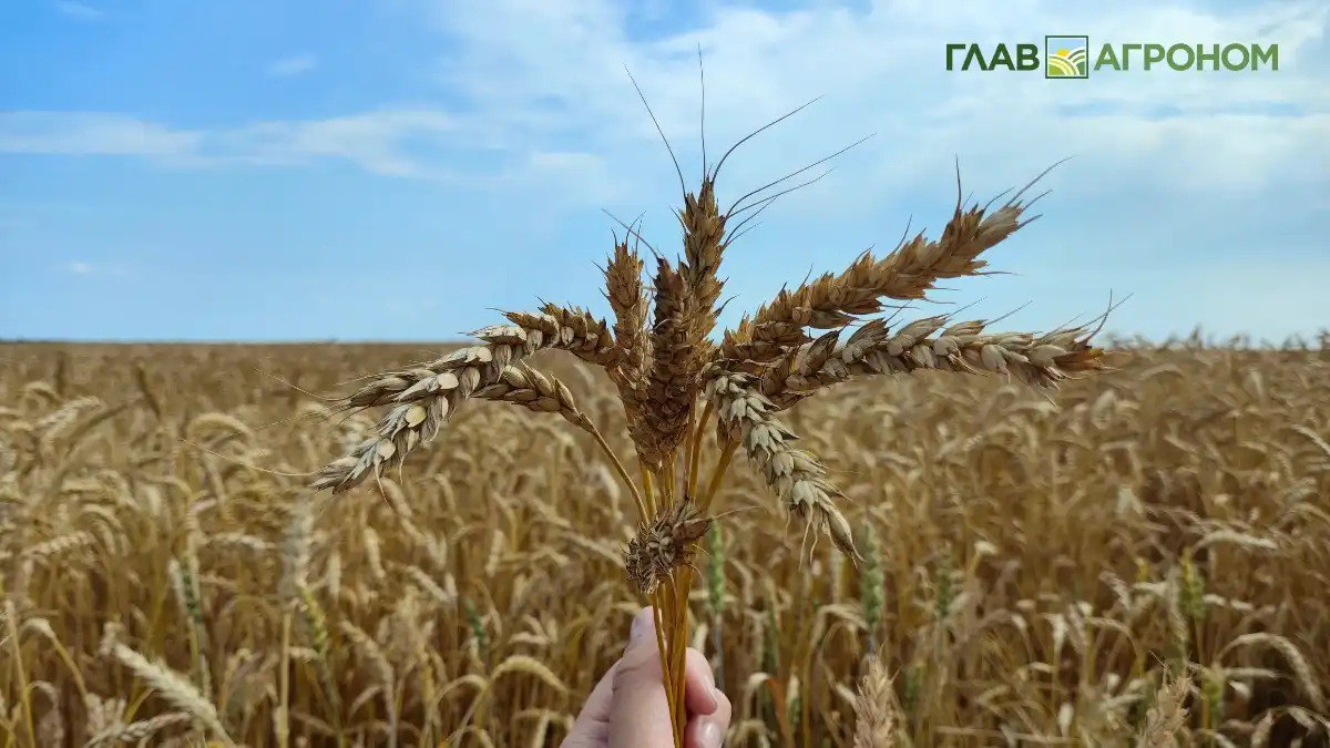 Дешевая техника и оборудование на уборке урожая повышают риск травм В Роскачестве провели лабораторные исследования устройств и инструментов разных производителей О результатах читайте в материале