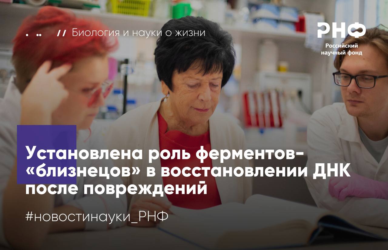 Ученые Института химической биологии и фундаментальной медицины СО РАН выяснили что фермент PARP2 точнее своего старшего брата PARP1 сигнализирует о разрывах в ДНК Исследование выполнено при поддержке Российского научного фонда   При воздействии ультрафиолета радиации активных форм кислорода или токсичных веществ в молекулах ДНК возникают повреждения в том числе разрывы Иногда они приводят к гибели клетки или к ее перерождению в раковую Однако существуют сложные системы восстановления репарации ДНК в которых задействовано множество ферментов Одни из них PARP1 и PARP2 распознают разрывы ДНК и синтезируют отрицательно заряженный полимер поли АДФ рибозу который привлекает белковые комплексы непосредственно восстанавливающие ДНК Кроме того PARP1 и PARP2 совместно с белком HPF1 участвуют в модификации гистонов белков обеспечивающих плотную и компактную укладку ДНК в ядре Образуя с HPF1 совместный активный центр ферменты присоединяют к гистонам поли АДФ рибозу которая приводит к разрыхлению структуры нуклеосом комплексов ДНК с гистонами Это в свою очередь позволяет участвующим в репарации ферментам приблизиться к месту повреждения ДНК Хотя общие закономерности этого процесса были известны не было понятно насколько специфичный сигнал о повреждении создают PARP1 и PARP2 и зачем клеткам нужны два таких похожих фермента Исследователи создали модель нуклеосомы комплекса ДНК с гистонами и внесли в нее контролируемые повреждения Затем они сравнили активность PARP1 и PARP2 в присутствии белка HPF1 участвующего в модификации гистонов Результаты показали что ферменты действуют совершенно по разному PARP1 в основном модифицирует сам себя создавая длинные цепи поли АДФ рибозы и распространяя общий сигнал тревоги о повреждении PARP2 модифицировал гистоны эффективнее и точнее он создавал более прицельный сигнал о повреждении взаимодействуя преимущественно с белками находящимися в непосредственной близости к разрыву   Таким образом PARP1 создает общий сигнал SОS информирующий клетку о проблеме а PARP2 работает как высокоточный инструмент отвечающий за более специфичную настройку систем репарации в месте разрыва ДНК Полученные данные позволяют лучше понять как восстанавливается ДНК после повреждений и будут полезны при разработке препаратов для лечения онкологических и нейродегенеративных заболеваний поскольку некоторые существующие лекарства нацелены именно на ферменты PARP Ферменты PARP1 и PARP2 представляют собой мишени для некоторых противоопухолевых препаратов Хотя препараты ингибиторы этих ферментов применяются в клинической практике уже больше десяти лет механизмы возникновения побочных эффектов или развития устойчивости к этим лекарствам до конца не ясны Зная функциональные различия между изучаемыми ферментами можно будет создавать более эффективные препараты для терапии онкологических и нейродегенеративных заболеваний рассказывает руководитель проекта поддержанного грантом РНФ Ольга Лаврик доктор химических наук академик РАН профессор заведующая лабораторией биоорганической химии ферментов ИХБФМ СО РАН Результаты опубликованы в Nucleic Acids Research Подробнее в материале InScience новостинауки РНФ биология