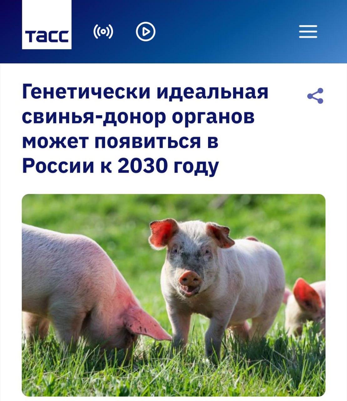Россиянам будут бесплатно пересаживать органы СВИНЕЙ проект планируют добавить в ОМС к 2030 году Свиней доноров собираются вывести в Новосибирске Животных будут выращивать в стерильных условиях под постоянным контролем чтобы их органы подходили для трансплантации человеку Уже в первый год планируют около 200 пересадок почек Дальше технологию намерены расширить на сердце печень и поджелудочную железу techmedia