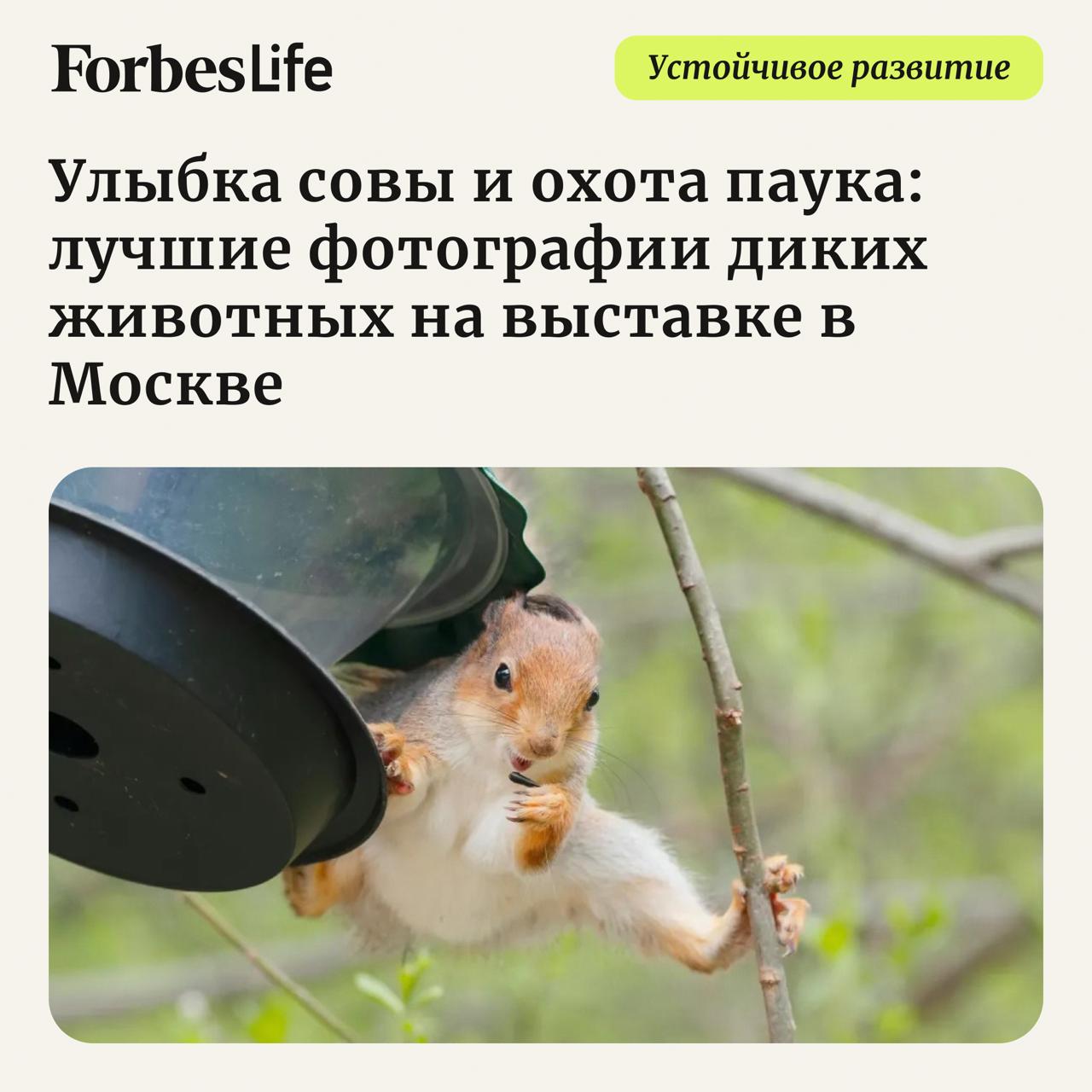 Более 400 фотографий диких животных представлены на фестивале Первозданная Россия который проходит в Манеже с 6 февраля по 5 марта Биолог и писатель натуралист Илья Гомыранов рассказывает о десяти снимках ради которых стоит прийти на выставку