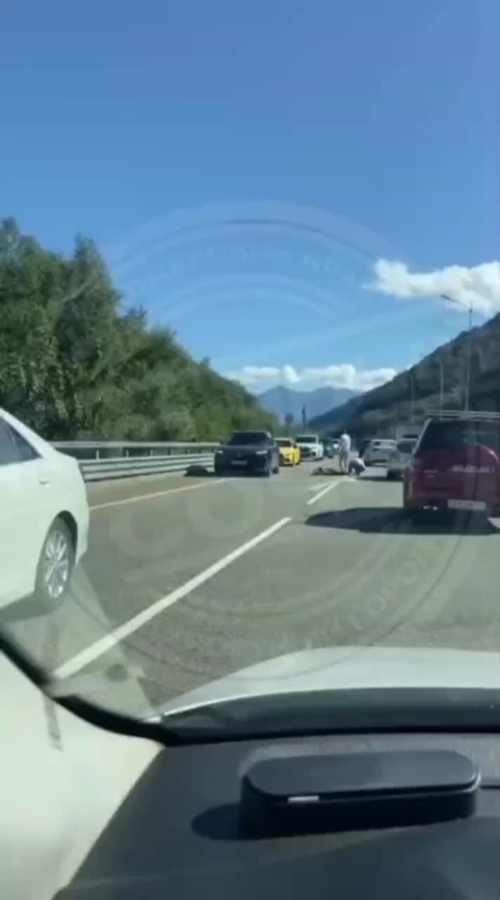 В Сочи на трассе погиб медвежонок в результате наезда автомобиля