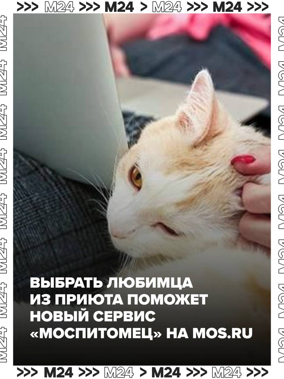 Новый уровень заботы теперь завести пушистого друга стало ещё проще Удобный сервис Моспитомец на портале mos ru объединил животных из 13 столичных приютов в одном месте Поиск по фильтрам пол возраст размер характер Всё для идеальной встречи Хотите познакомиться лично Записывайтесь онлайн прямо здесь же удобно и быстро Уже доступна база с более чем 1000 анкет и список будет пополняться Пушистику обязательно найдётся уютный дом именно благодаря вам Расскажите всем Подписаться на Москва 24 Наши каналы Новости в MAX