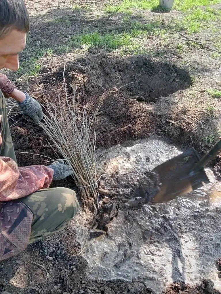 Продолжаем ежегодную программу по лесовосстановлению В этом году планируем получить еще 54 гектара молодых лесов Молодые деревья уже высажены на площади равной 16 гектарам Из них 10 в Ипатовском округе и 6 в Арзгирском В апреле работы запланированы в Предгорном и Советском округах а также в Кисловодске Работаем над тем чтобы обеспечить саженцам последующий уход молодые деревья должны прижиться и окрепнуть В нашем степном крае леса и лесополосы один из самых ценных ресурсов Каждое дерево на вес золота Всего 1 6 территории края составляют леса При этом они помогают бороться с ветрами удерживать влагу в почве и сохранять ее плодородие Зеленые щиты вокруг сел и городов помогают сделать жизнь наших земляков более комфортной и здоровой Это важно для экологии Ставрополья и эта тема волнует людей Неслучайно такой вопрос вошел в народную программу Единой России среди других наказов избирателей Будем и дальше опираться на мнение земляков при решении важных задач Подписывайтесь на мой канал в MAX