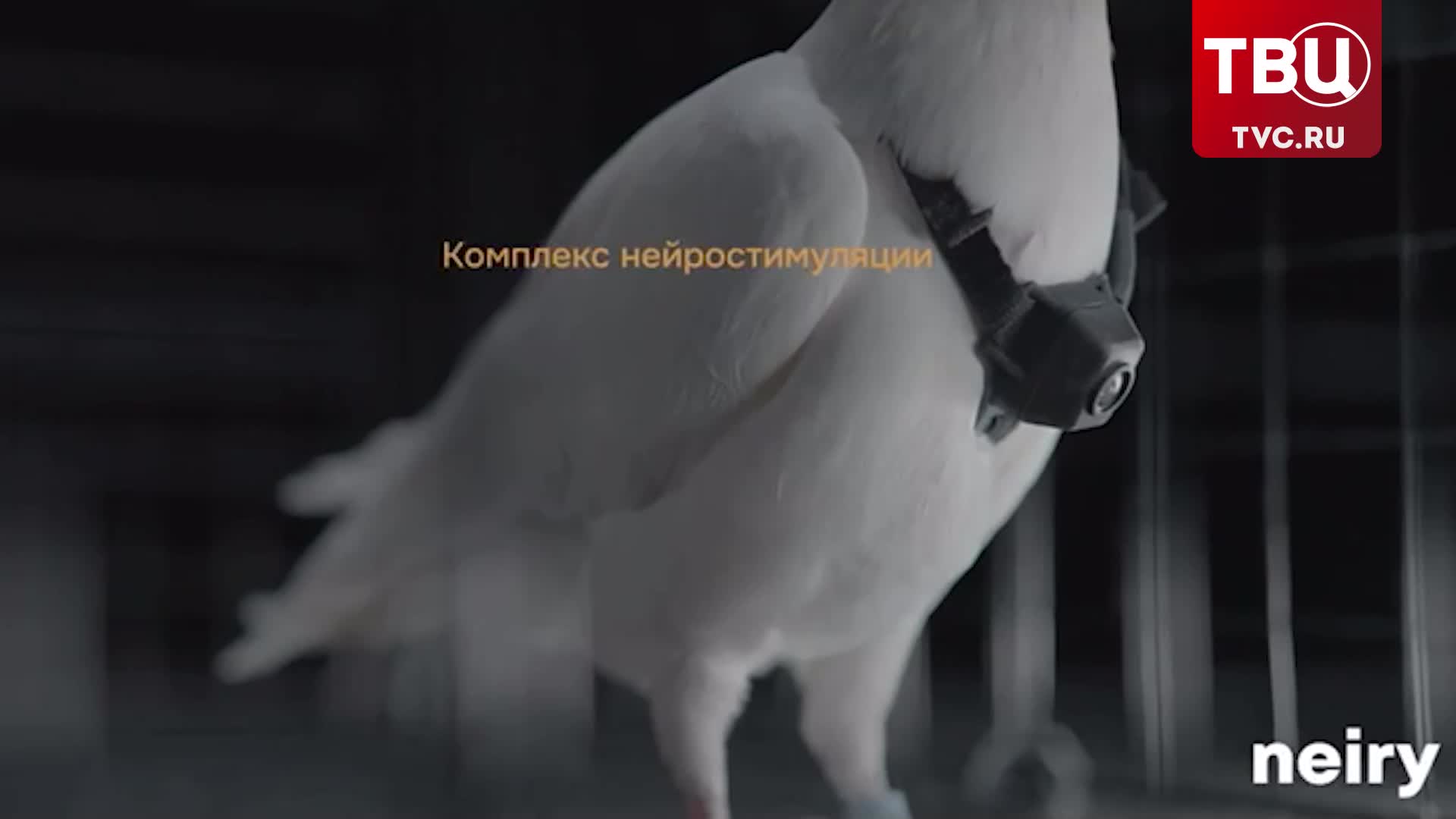 В Москве протестированы биодроны-голуби с нейроинтерфейсами