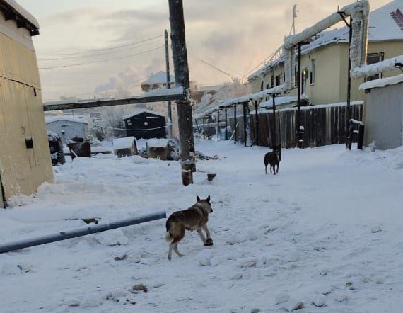 В районе ГРЭС Якутска нашли бродячую собаку с капканом на лапе    Собаку с капканом на лапе видели утром 9 января в Промышленном округе Якутска. Она бегала по улице Рихарда Зорге в районе ГРЭС. Фотография вышла в телеграм-канале фонда «4 лапки».   Судя по кадрам, это кормящая сука и, возможно, где-то у нее есть щенки. Ошейника на нет. Как рассказали редакции   в фонде, фото и видео им прислала очевидица.