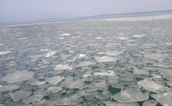 Из–за низких температур треть Азовского моря оказалась покрытой льдом.   Это погубило часть планктона: гребневиков берое и мнемиопсиса, а также медуз–корнеротов, сообщили учёные Азово–Черноморского филиала ФГБНУ «ВНИРО».  В Таганрогском заливе, восточных и частично юго–восточных районах моря у побережья наблюдались припай — вид неподвижного льда в заливах и прибрежных районах моря толщиной 10 сантиметров, молодой лёд в виде тонкой эластичной ледяной корки толщиной до 10 сантиметров, серый лёд толщиной 14 сантиметров, а также и дрейфующий лёд.  Обитатели моря по–разному восприняли морозный февраль: если планктон и медузы погибли, то теплолюбивые виды рыб, такие как кефаль, хамса, сингиль, лобан, донская сельдь, азовский пузанок, ставрида, сарган, ушли на зимовку в  Чёрное море.  Благополучно перенесли морозы осетровые, лещ, судак, тарань и камбала–калкан.   -Rostov.ru