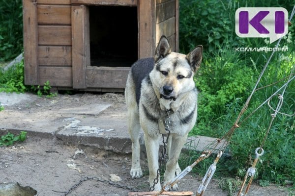 За убийство одной собаки и причинение увечий другой перед судом предстанет житель Ижемского района  Мужчина деревянным штакетником нанес каждой собаке несколько ударов, в результате чего одна из них от полученных травм скончалась, а вторая полностью лишилась зрения.