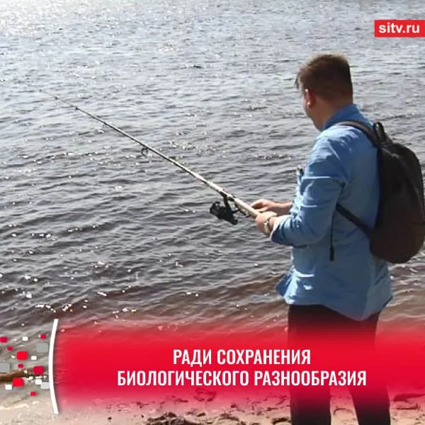 Югорчанам напомнили о введённых ограничениях на рыбную ловлю Ряд ограничений на любительскую рыбалку существуют ради сохранения биологического разнообразия подчеркнули в правительстве Югры Так можно рыбачить с берега одним спиннингом донной или поплавной удочкой не более 2 крючков на реках Северная Сосьва и Вогулка ставными сетями с ячеей не более 36 мм с помощью атарм для добычи мелкочастиковых видов рыб на малых реках Запрещено использовать сетные орудия и ловить ценные виды рыб к которым относятся осетр сибирский стерлядь нельма муксун таймень и чир На реках Обь и Иртыш с притоками запрет продлится до 31 мая на Конде и Кондинском соре до 30 июня Все это время будут дежурить патрули нарушителям грозят административные штрафы Правила рыболовства можно узнать здесь передают в правительстве округа Подписаться Прислать новость SiTV в МАКС