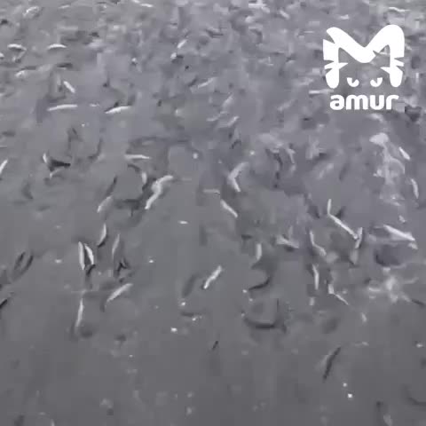 Сезон мойвы начался на Камчатке: берега Октябрьского усыпаны рыбой