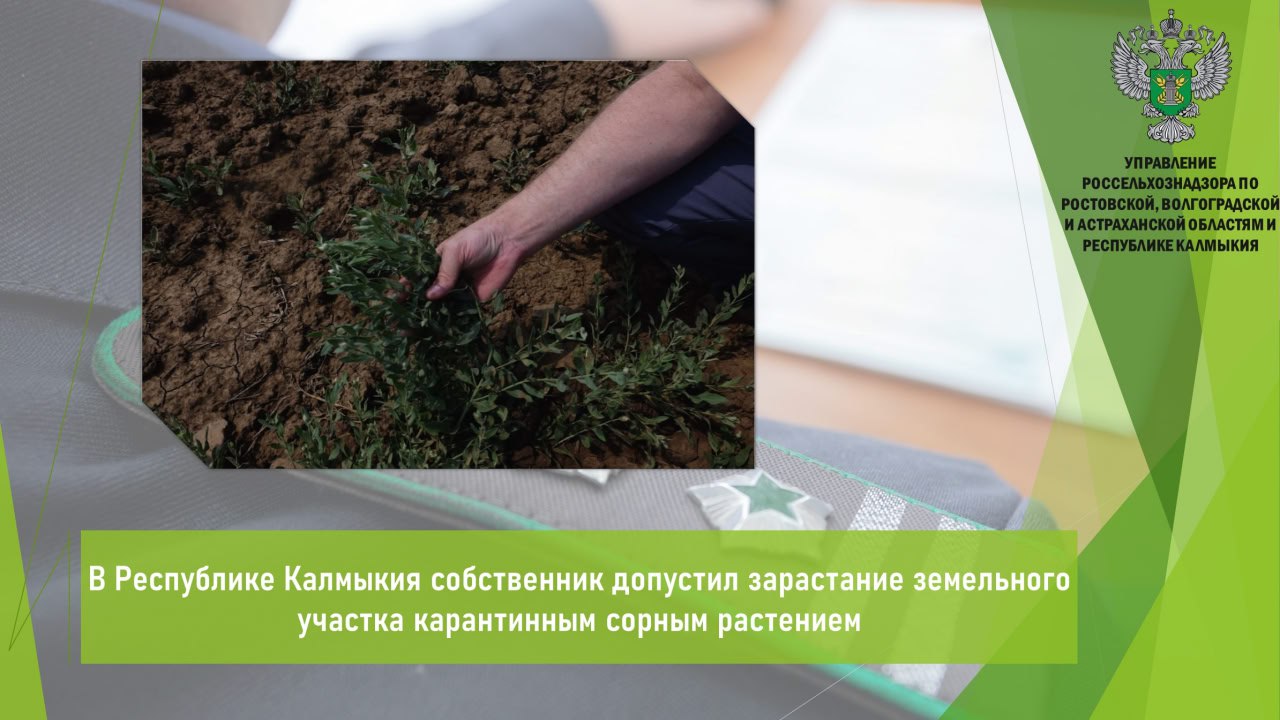 Управлением Россельхознадзора в ходе проведения мониторинга карантинного фитосанитарного состояния территории Кировского СМО Сарпинского района Калмыкии обнаружено произрастание сорной растительности схожей с карантинным объектом горчак ползучий Для проведения видовой идентификации должностными лицами ведомства произведен отбор образцов проб вегетативных частей данного растения Согласно полученному заключению о карантинном фитосанитарном состоянии подтверждено наличие горчака ползучег Согласно выписки ЕГРН собственником земельного участка является физическое лицо   Таким образом владелец земельного участка в период вегетации горчака ползучего не обеспечил своевременное и полное осуществление мероприятий по борьбе с сорняком и не известил Управление Россельхознадзора о наличии очагов карантинного сорного растения В связи с выявленными нарушениями собственнику земельного участка объявлено предостережение Открыть полный текст Карантин растений