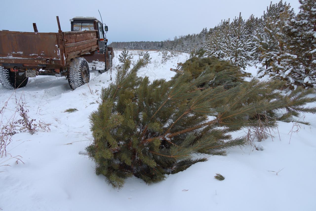 Минэкологии Южного Урала разъяснило куда сдавать новогодние ёлки после праздников После праздников перед жителями Челябинской области встаёт вопрос об утилизации новогодних елок Министерство экологии региона напоминает основные правила которые помогут сделать это правильно не навредив технике и окружающей среде В первую очередь с ёлки необходимо снять все украшения игрушки мишуру и дождик Их присутствие помешает дальнейшей переработке Выбрасывать дерево в обычный контейнер для ТКО нельзя это может привести к его переполнению повредить механизмы мусоровоза и затруднить выгрузку Размещать хвойные деревья следует на специальных площадках для крупногабаритных отходов Если такой площадки нет ёлку можно оставить рядом с контейнерами но так чтобы она не перекрывала подъезд для спецтехники В министерстве акцентировали внимание что продавцы с праздничных ярмарок обязаны вывозить непроданные деревья самостоятельно Также министерство предлагает экологичный вариант измельчить дерево секатором и отвезти в лес или разложить в саду где хвоя со временем станет натуральным удобрением eugenejut