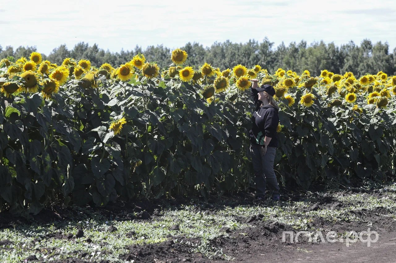 Саратовская область стала лидером в РФ по урожаю подсолнечника сбор уже составил свыше 2 1 млн тонн Как сообщил губернатор региона Роман Бусаргин это на 10 превышает показатель прошлого года на аналогичную дату Регион удерживает первое место в Приволжском федеральном округе по производству овощей объём составил 303 тыс тонн а также первое место в ПФО и седьмое в России по сбору зерновых культур почти 5 5 млн тонн Подробнее Подписывайтесь на нас в Telegram в MAX Оставляйте бусты