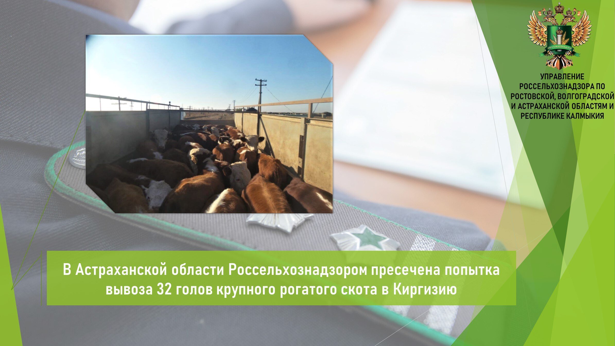 В период с 3 по 6 февраля Управлением Россельхознадзора в пункте предварительных уведомлений МАПП «Караозек» Астраханской области зафиксирован факт попытки вывоза крупного рогатого скота в количестве 32 голов. Животные перевозились с территории России в Киргизию.    Ведомством выявлено, что крупный рогатый скот вакцинирован против ящура и в период карантинирования не проводились диагностические исследования на паратуберкулез, трихомоноз, кампилобактериоз, что является нарушением.  Данный факт нарушения послужили основанием для запрета вывоза животных. В соответствии с законодательством принято решение о задержании и возврате груза грузоотправителю.    Открыть полный текст  #Ветеринарный_надзор