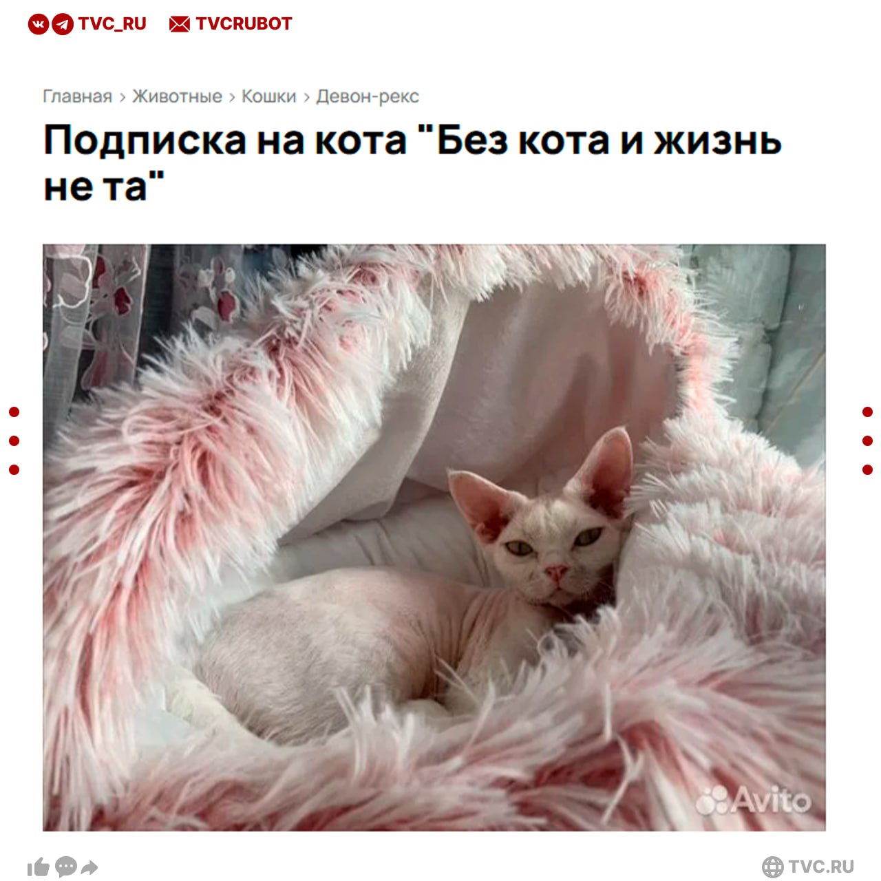 Подписка мяу премиум хозяева питомцев решили зарабатывать на их фото На сайте объявлений появились услуги питомец на расстоянии Хозяева продают фото своих животных Цены в среднем от 50 до 500 рублей в день Находчивые владельцы животных считают что так смогут поднять настроение людям которые не могут завести питомца Подписаться на ТВЦ в MAX Хотели бы оформить подписку Да милота Нет бессмысленная трата денег