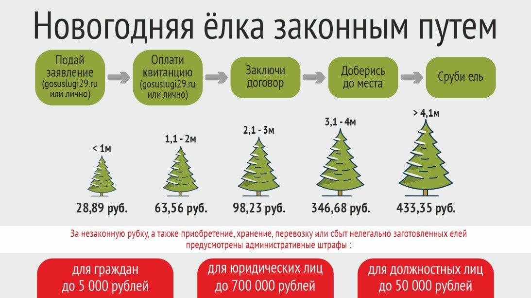 Лесничества Архангельской области приступили к заключению договоров на заготовку новогодних елей  Для предстоящих праздников жители Поморья могут заготовить новогодние деревья самостоятельно. Отпуск елей производится на основании договора купли-продажи, который необходимо заключить до 28 декабря 2024 года через управление лесничествами министерства природных ресурсов и ЛПК Архангельской области и его обособленные подразделения.  Заявление можно подать как лично в обособленное подразделение, так и на региональном портале госуслуг  www.gosuslugi29.ru . Специалисты лесничеств укажут гражданам участки, где можно будет срубить деревья.  Отправляясь в лес за ёлкой, необходимо взять с собой свой экземпляр договора или иметь возможность показать его в электронном виде через мобильное устройство.  Ставки платы на 2024 год за ели или деревья других хвойных пород для новогодних праздников и реквизиты для оплаты здесь.