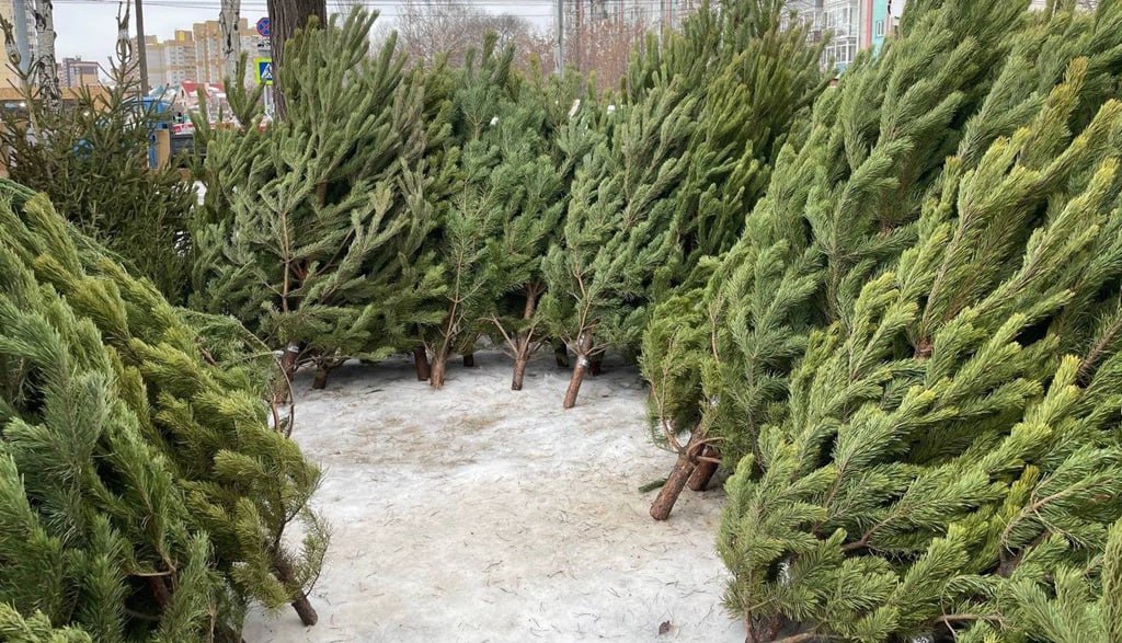 Стали известны адреса ёлочных базаров в Октябрьском округе На территории будут работать 13 точек ул Кирова 10 ул Кирова 16 3 ул Кирова 20 ул Кирова 49 1 ТК Панорама Центр проспект Космический 17Б у бывшего кинотеатра Космос проспект Космический 18Д проспект Космический 26А проспект Космический 52 рынок Октябрьский ул 75 й Гвардейской Бригады 18 ул 75 й Гвардейской Бригады 1Г ул Масленникова 179 ул Рощинская 1 ТК Роща Кроме того с 1 декабря во всех округах города начнутся рейды направленные на выявление и пресечение незаконной торговли ёлками сообщил мэр Сергей Шелест в своём телеграм канале пресс служба администрации Омска Om1 Омск в MAX