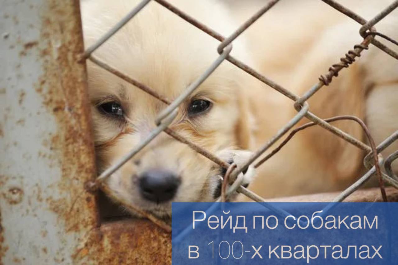 26 июня пройдет рейд по собакам в 100-х кварталах С 10 утра мобильные группы из числа специалистов Администрации Октябрьского района, Комитета городского хозяйства, Комитета муниципального контроля проверят порядок содержания собак, наличие регистрации и вакцинации. Подрядная организация будет отлавливать безнадзорных собак. Мобильный пункт вакцинации и регистрации домашних животных проводиться нет будет в связи с низкой регистрацией и вакцинацией в мобильном пункте.
