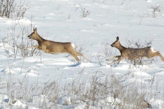 В Амурской области браконьеры заплатят 200 тысяч рублей после того как незаконно добыли косулю Об этом сообщает Амурская бассейновая природоохранная прокуратура В ведомстве рассказывают что была проведена проверка Специалисты установили что на территории охотничьих угодий Шимановского района местные жители не имея разрешений на охоту незаконно добыли косулю сибирскую Их привлекли к административной ответственности Животному миру был причинен ущерб в размере 200 тысяч рублей Охотники не возместили его в добровольном порядке Для взыскания суммы природоохранный прокурор направил иск и преуспел Шимановский районный суд удовлетворил исковые требования в полном объеме Исполнение решения суда находится на контроле природоохранного прокурора