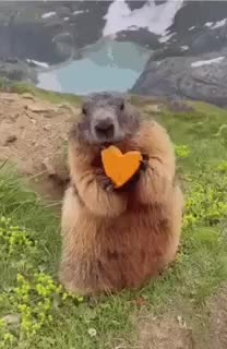 Люди заняли седьмое место в рейтинге моногамных млекопитающих, уступив бобрам и гиббонам