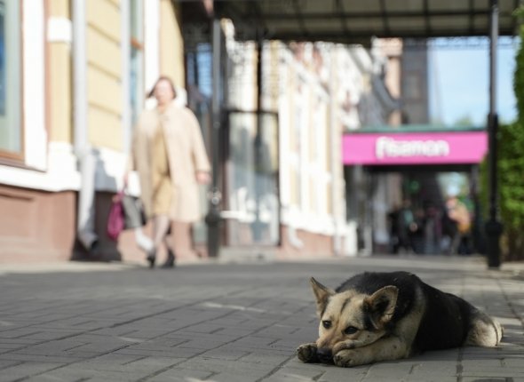 В Приангарье владельцев домашних животных оштрафовали на полмиллиона рублей С начала 2025 года в регионе к административной ответственности привлечены более 200 граждан Читать подробнее на сайте