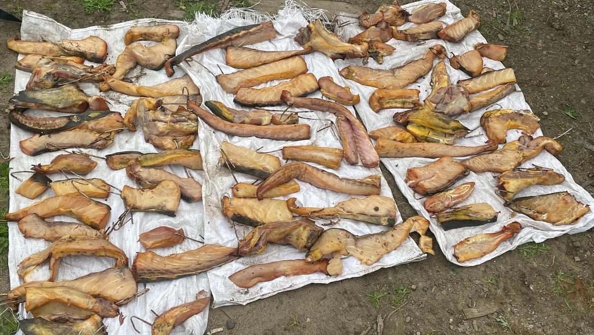 Отцу и сыну из Александровска Сахалинского грозят серьезные сроки за добычу краснокнижной калуги По версии следствия 61 летний островитянин и его 37 летний сын выходили на лодке в Татарский пролив и ловили калугу при помощи запрещенной рыбацкой сети ахан Добытую краснокнижную рыбу они разделывали и хранили в доме в селе Хоэ При обыске в доме сотрудники полиции обнаружили и изъяли сеть и 76 фрагментов незаконно добытой рыбы СК завел уголовное дело по ч 3 ст 258 1 УК РФ незаконные добыча и оборот особо ценных диких животных и водных биоресурсов принадлежащих к видам занесенным в Красную книгу РФ и или охраняемым международными договорами РФ Ущерб причиненный государству составил более 543 тысяч рублей Островитянам грозит от пяти до восьми лет лишения свободы mvd sakh Подписаться на нас sakhonline Прислать нам новость Sakhonlinebot