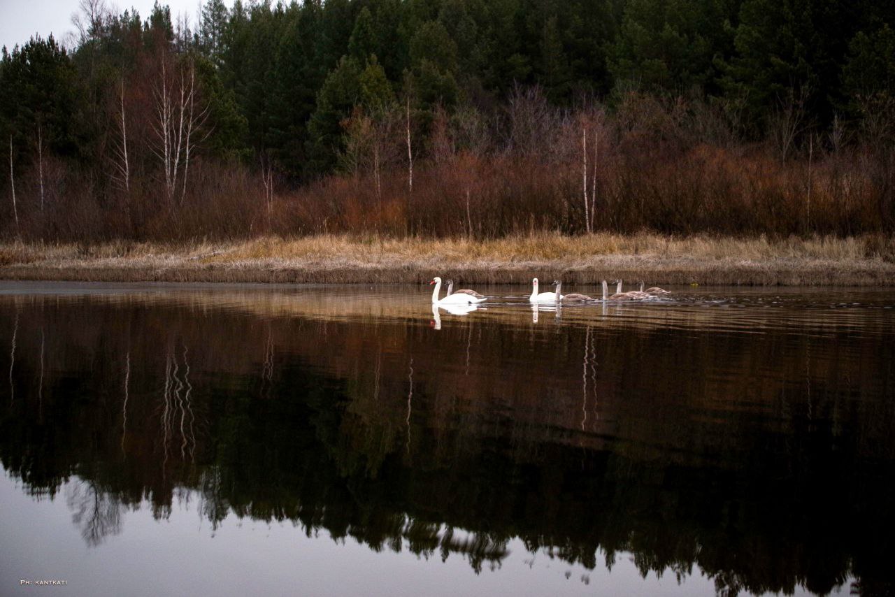 На озере недалеко от Кучур и Смородино в Сенгилеевском районе Ульяновской области спасают двух лебедей из семейства улетевшего при начале похолодания и затягивания льдом водной глади Двое лебедят остались на водоеме предположительно из за ран или травм крыльев Эти снимки сделаны 6 декабря 2025 года когда ещё вся лебединая семья была вместе Фото Екатерина Кантышева