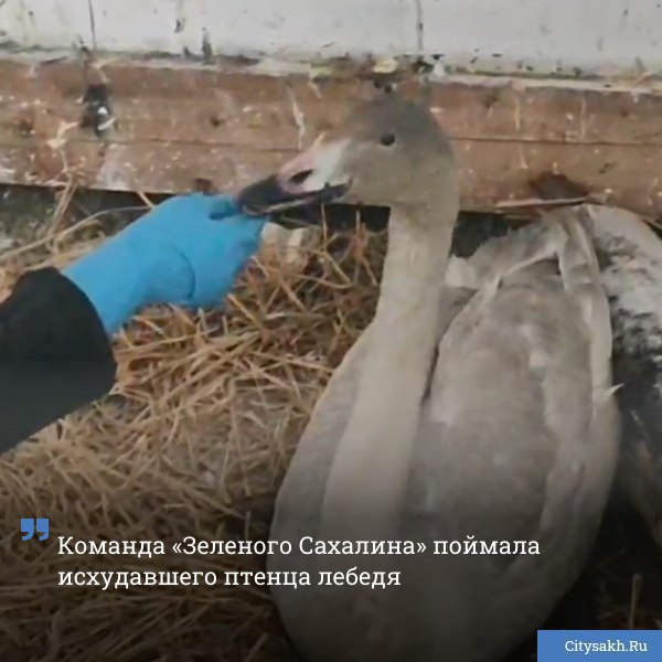 Малыш спасен Команда Зеленого Сахалина забрала под наблюдение птенца лебедя который не улетел в теплые края со своей стаей Скоро его обследуют А пока лебеденок отъедается на вкусной рыбе   citysakh ru news 123538