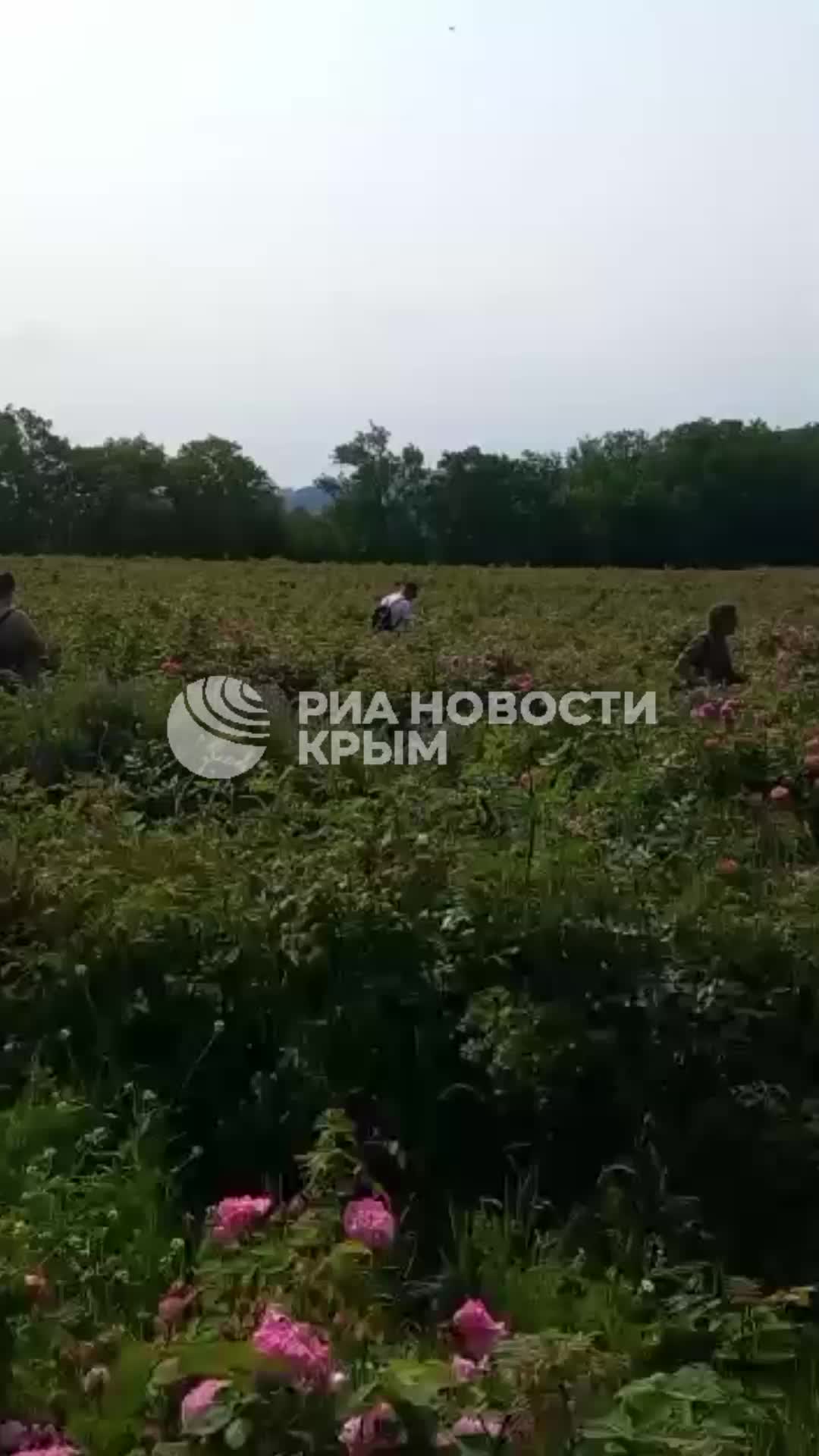 В Крыму началась уборка эфиромасличной розы