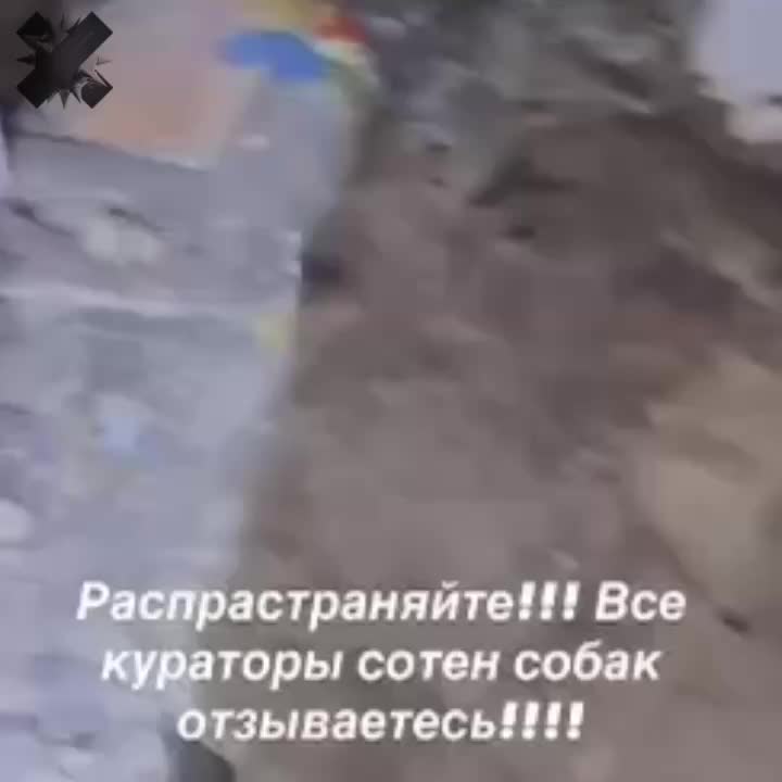 В Ростове обнаружены мертвые животные в приюте, полиция начала проверку